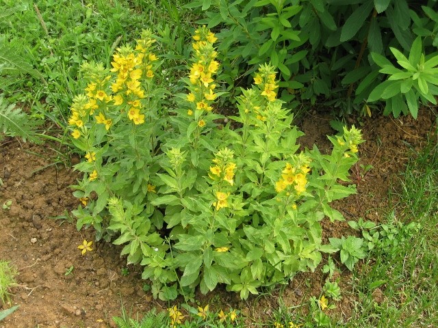Lysimachia